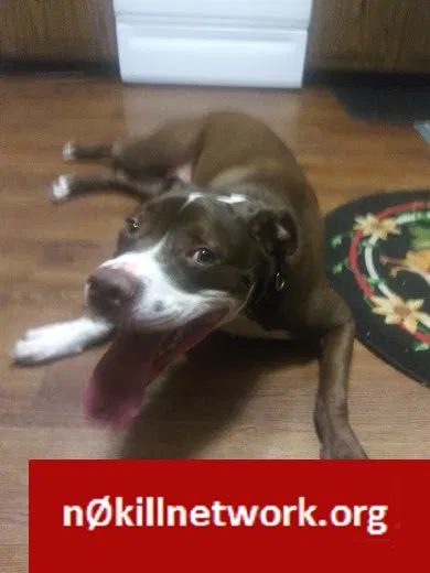 Lost dog in Bradenton, FL, 34208