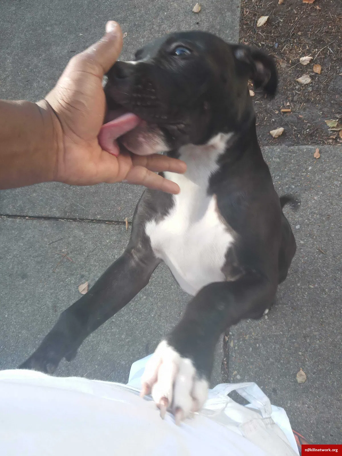Lost dog in Portsmouth, VA, 23701