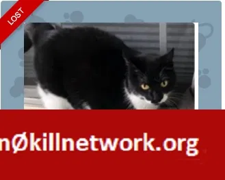 Lost cat in Chesapeake, VA, 23321