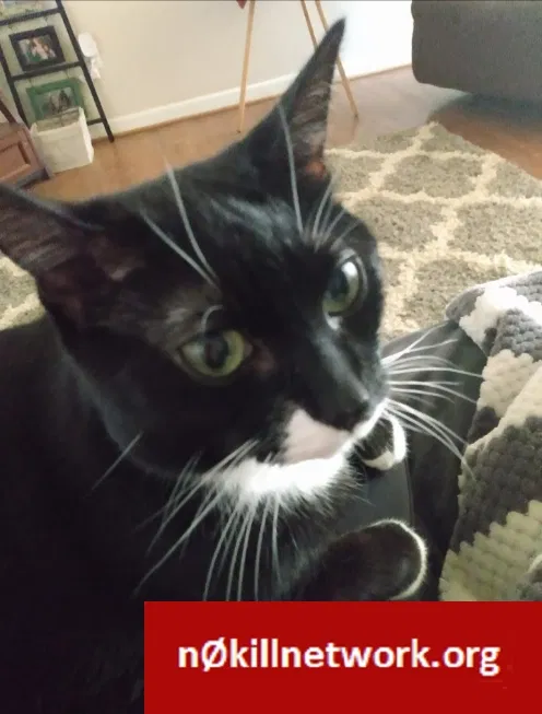 Lost cat in Roanoke, VA, 24019