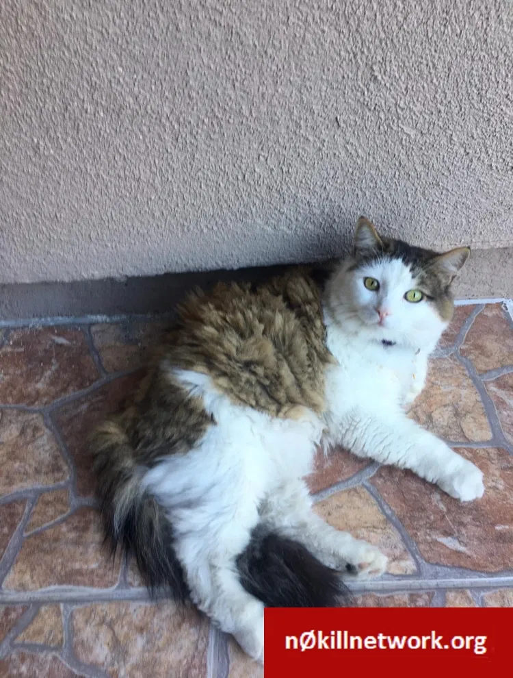 Lost cat in Murrieta, CA, 92562