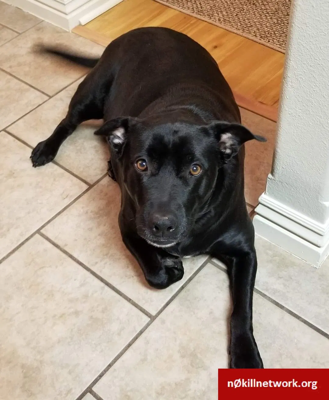 Lost dog in Fayetteville, AR, 72704