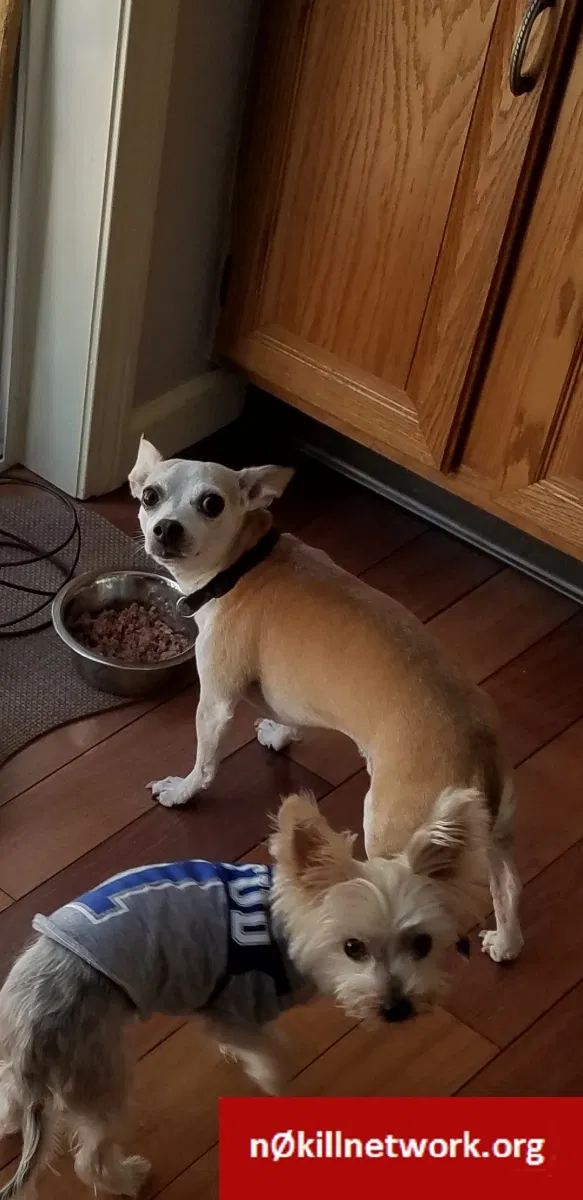 Lost dog in Hartford, CT, 6114