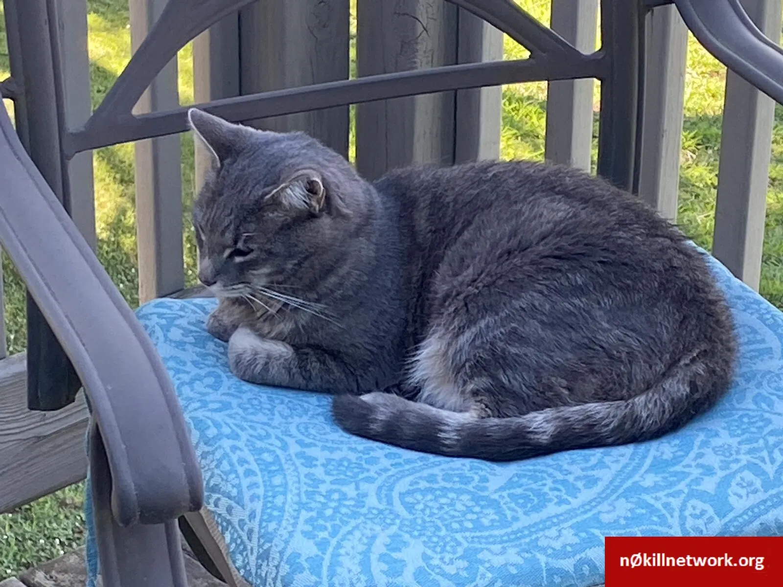 Lost cat in Knoxville, TN, 37922