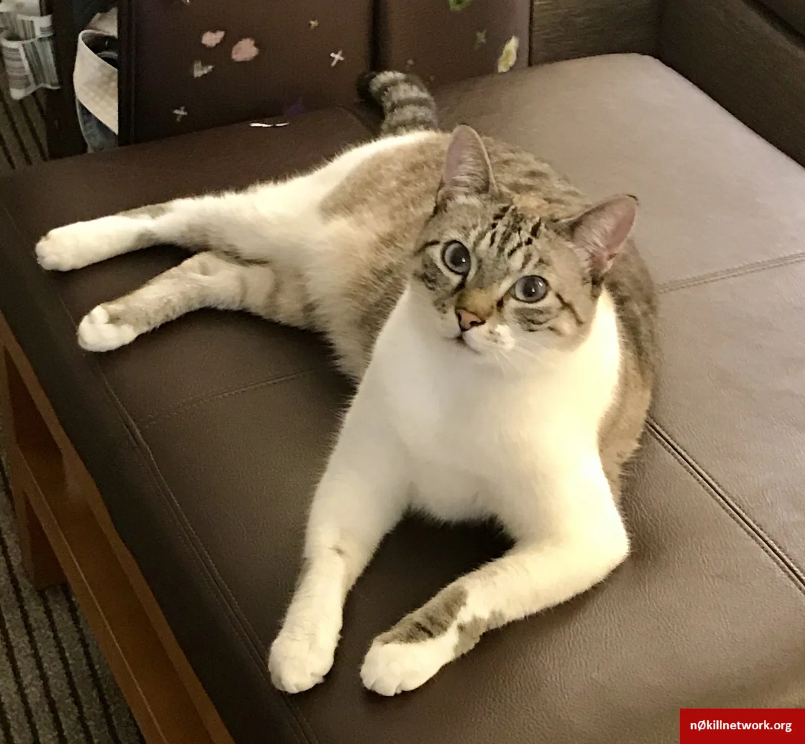 Lost cat in Fountain, CO, 80817