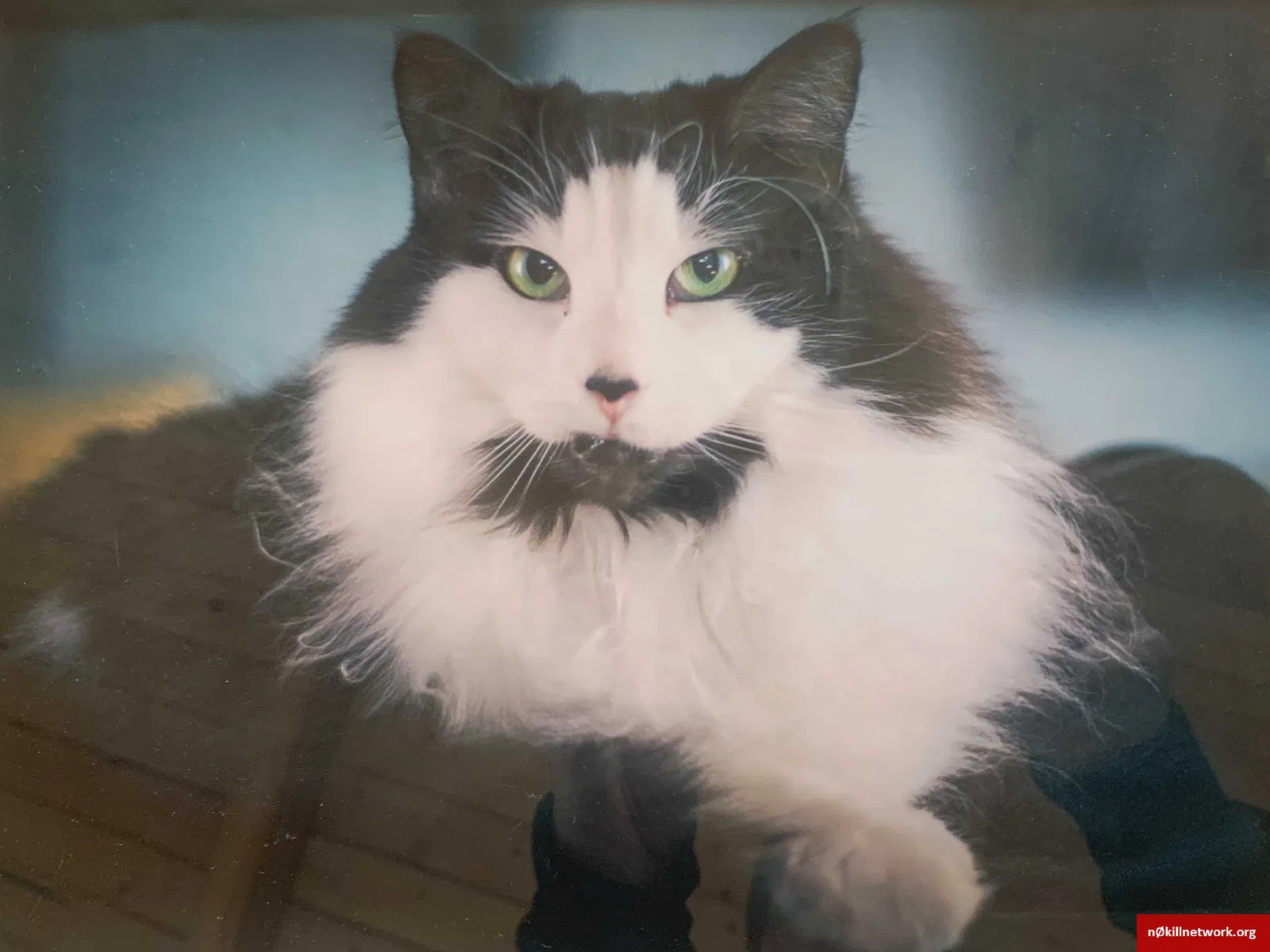 Lost cat in Denver, CO, 80223