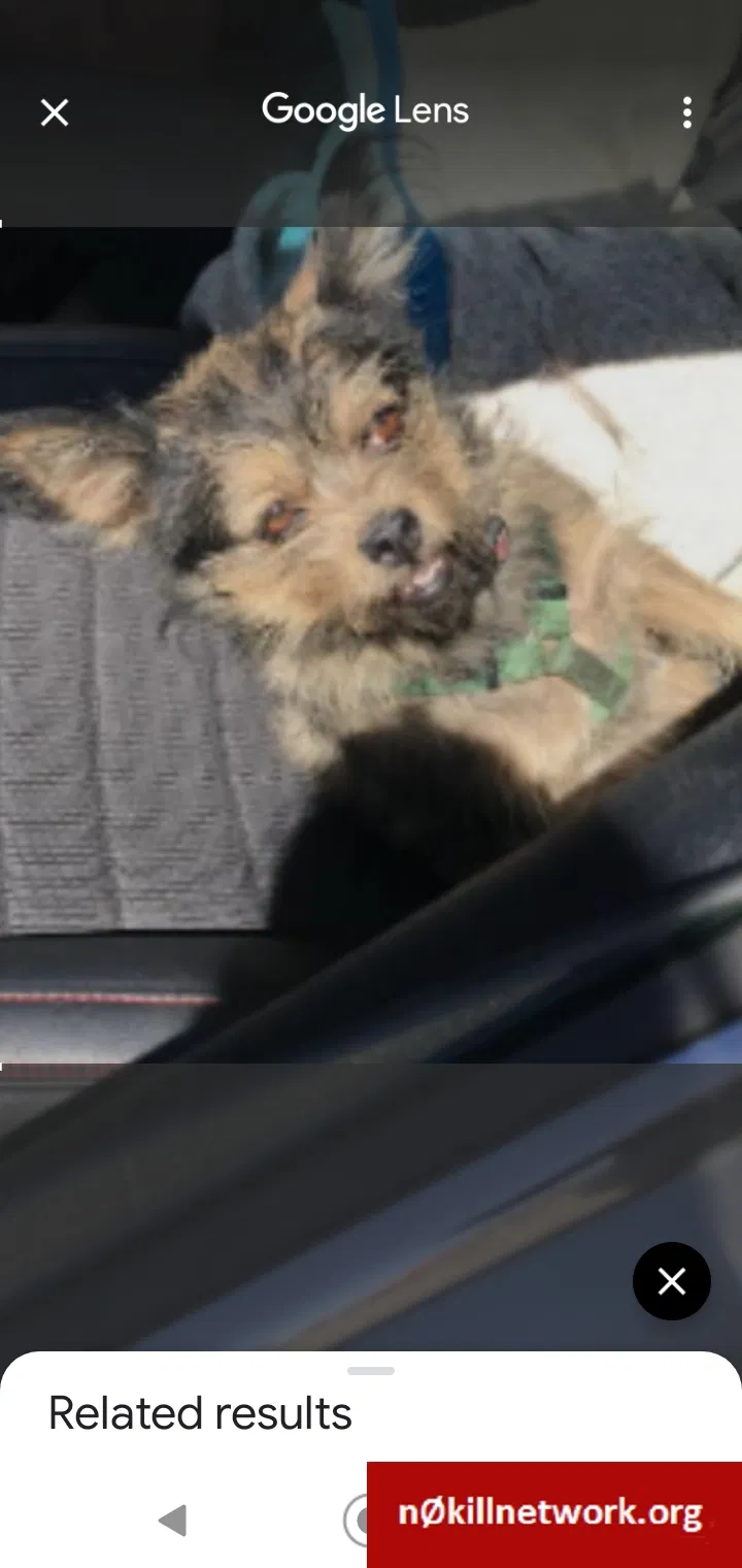 Lost dog in Albuquerque, NM, 87123