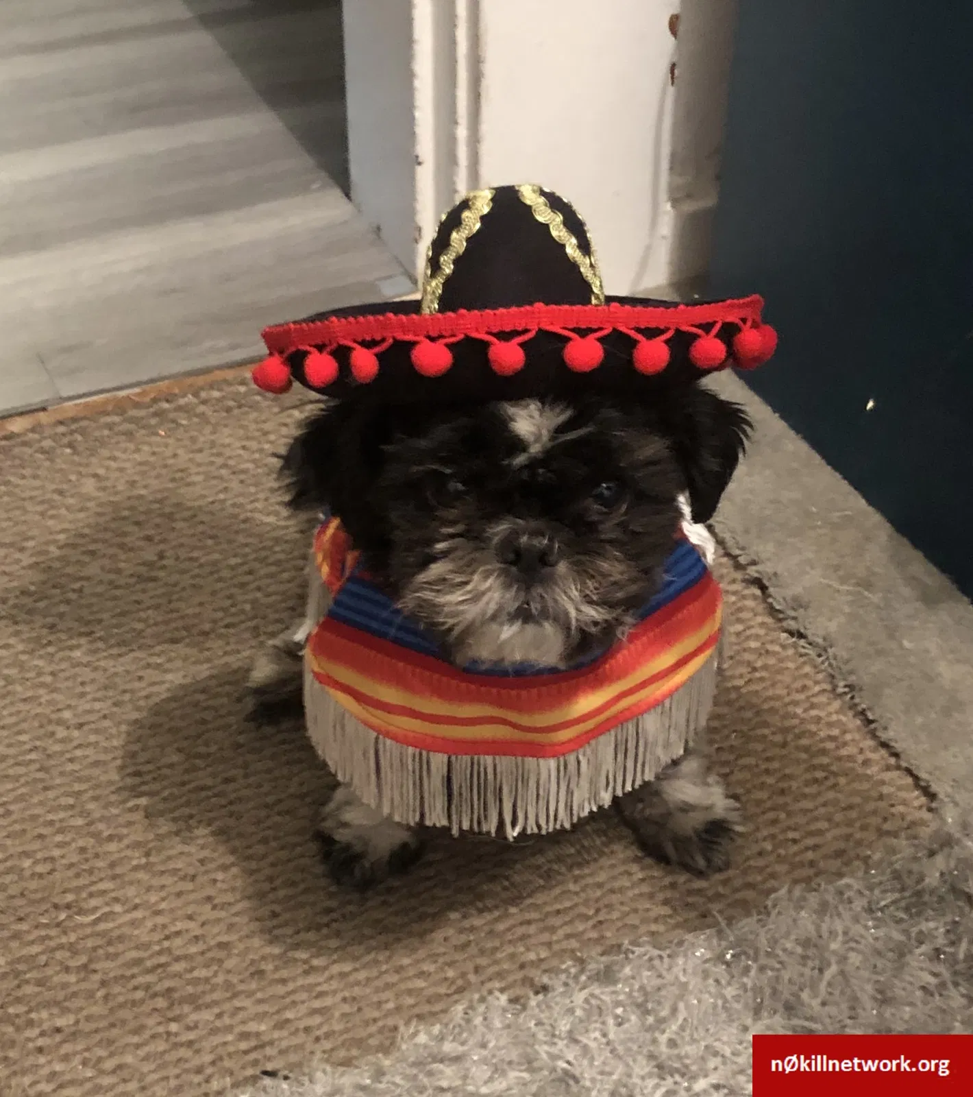 Lost dog in Crockett, CA, 94525