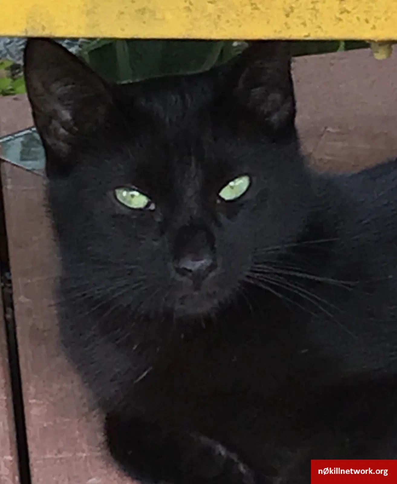 Lost cat in Columbia Station, OH, 44028