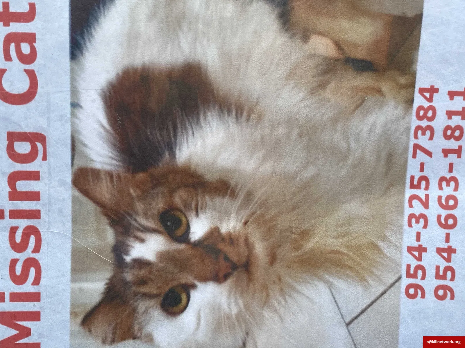 Lost cat in Fort Lauderdale, FL, 33317