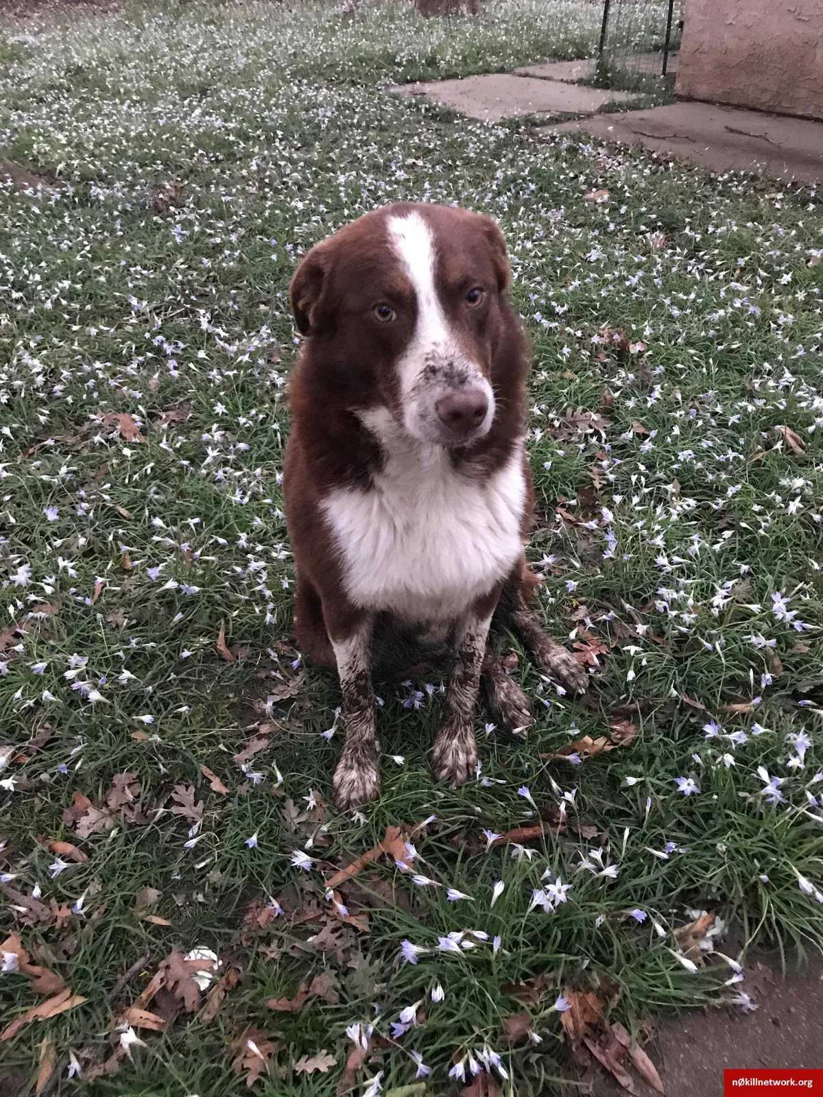 Lost dog in Sacramento, CA, 95833
