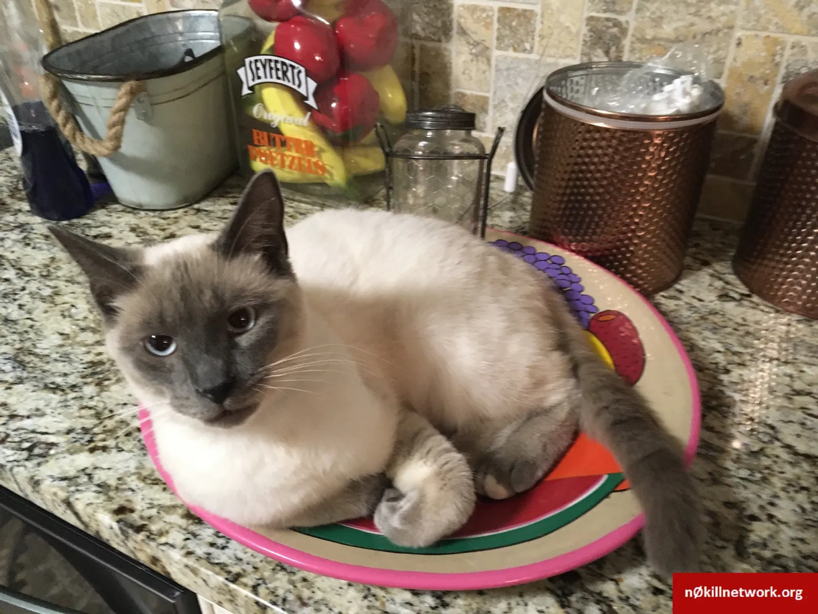 Lost cat in Dothan, AL, 36305