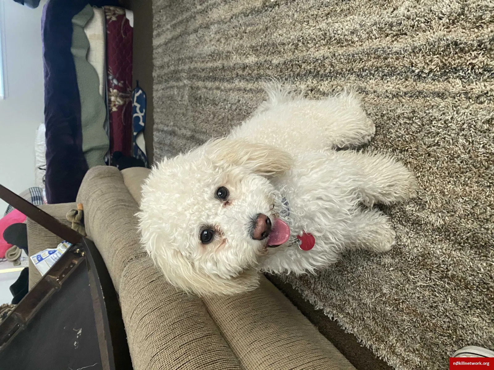 Lost dog in Sparks, NV, 89431