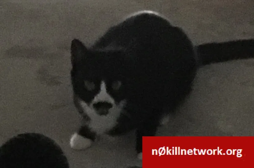 Lost cat in Winter Park, FL, 32792