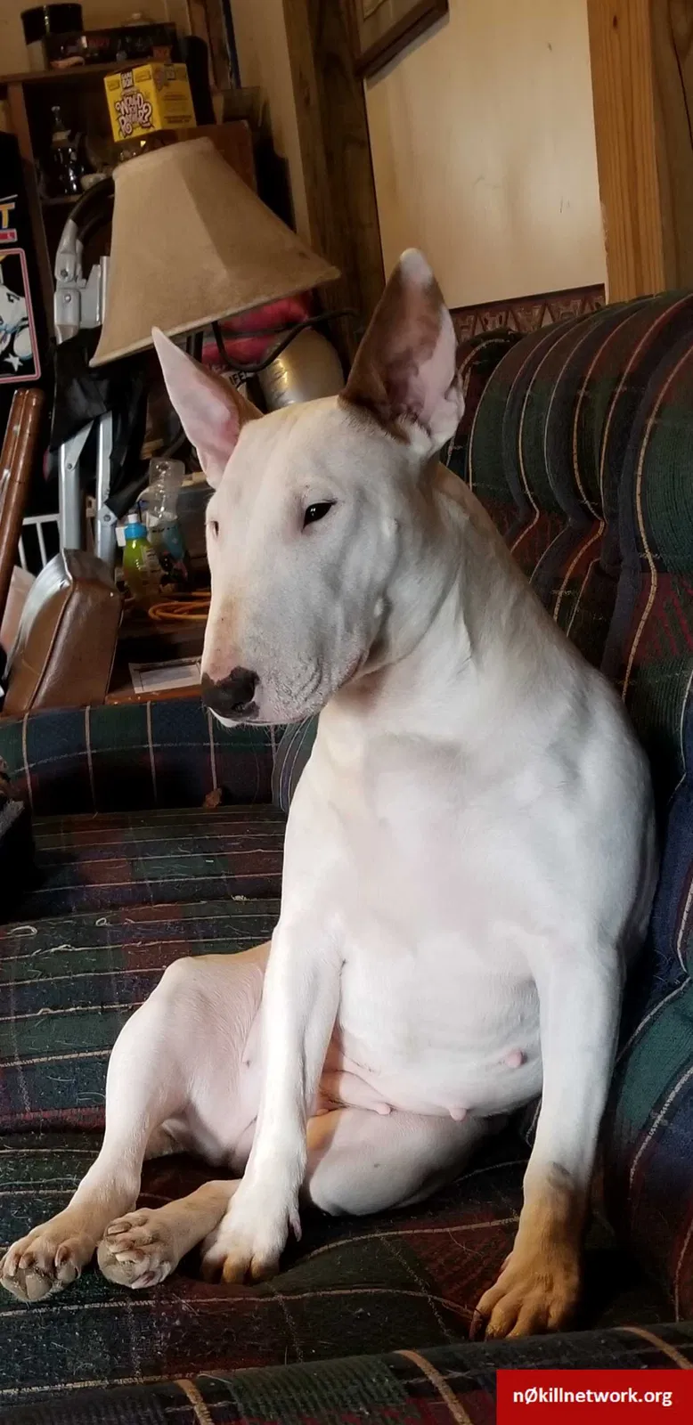 Lost dog in Gerrardstown, WV, 25420