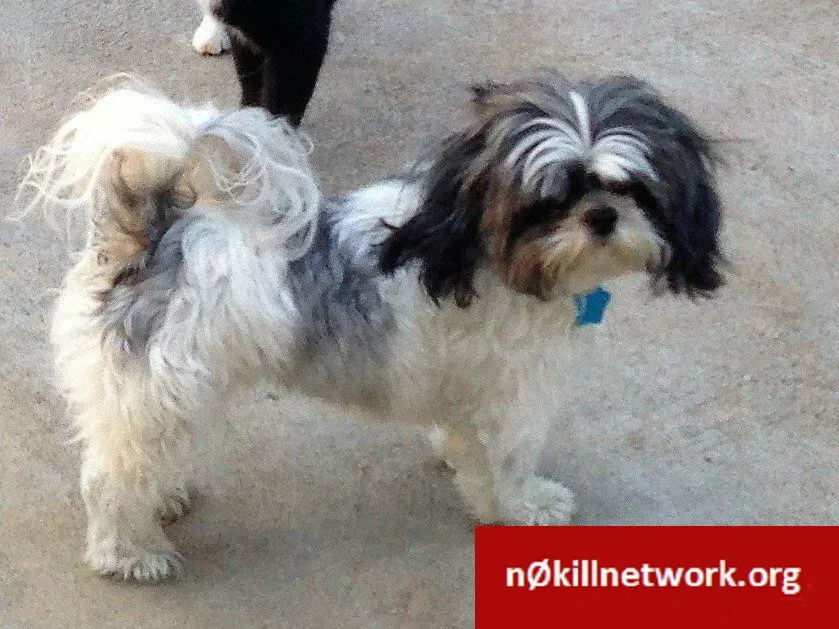 Lost dog in Fresno, CA, 93703