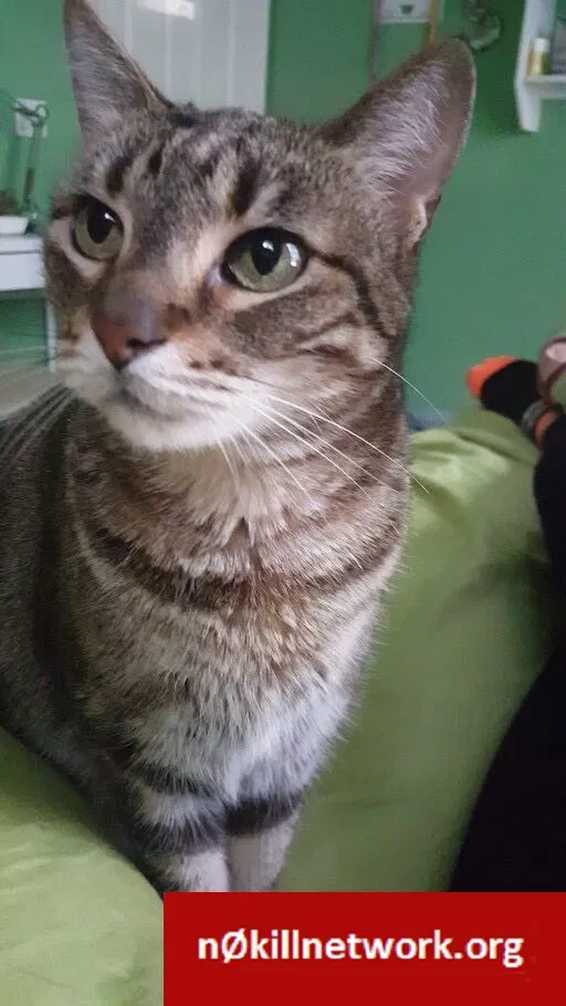 Lost cat in San Diego, CA, 92127