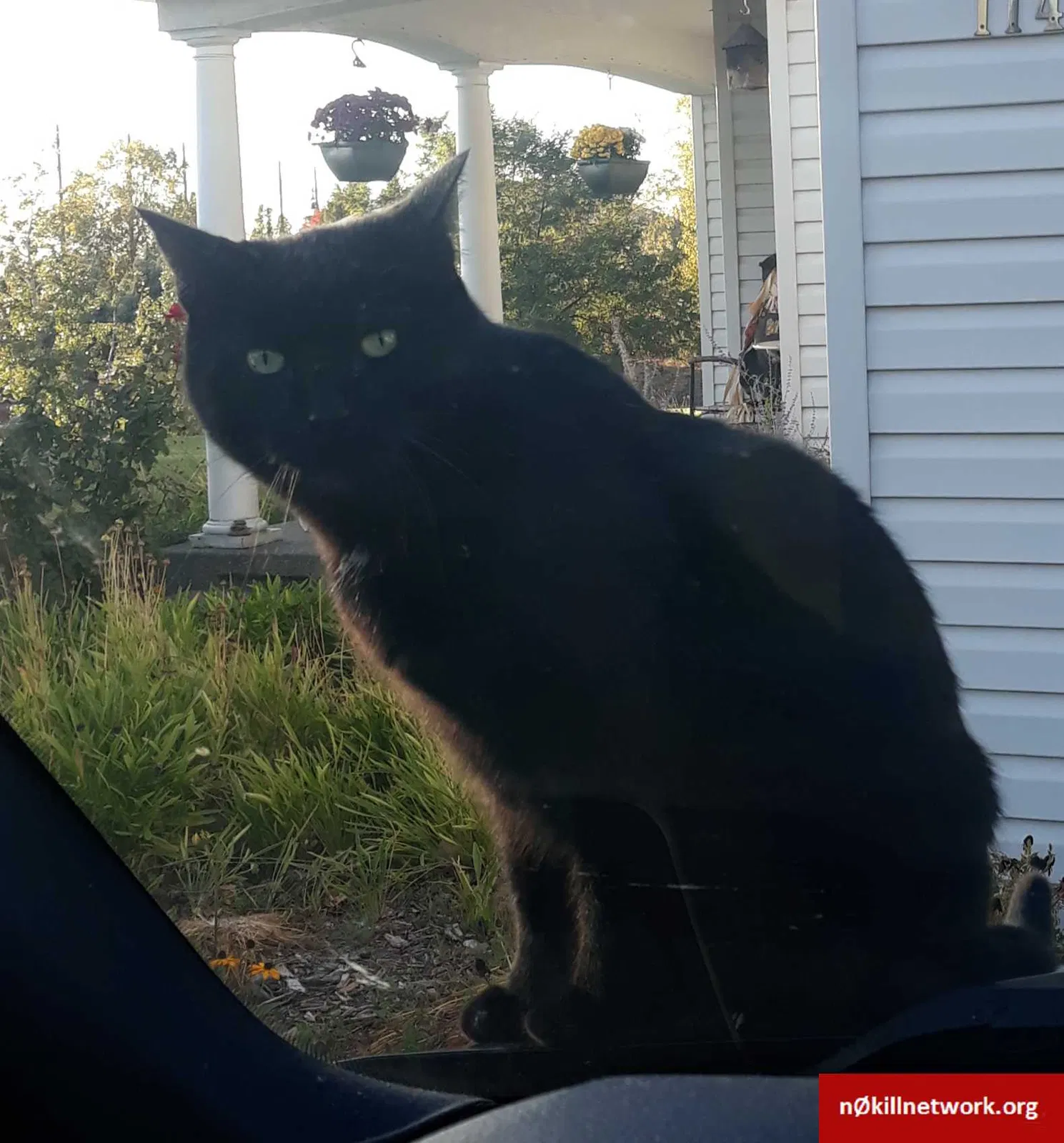 Lost cat in Liberty Lake, WA, 99019