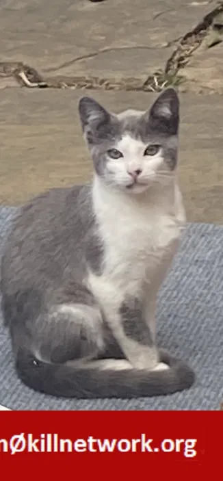 Lost cat in Lawndale, CA, 90260