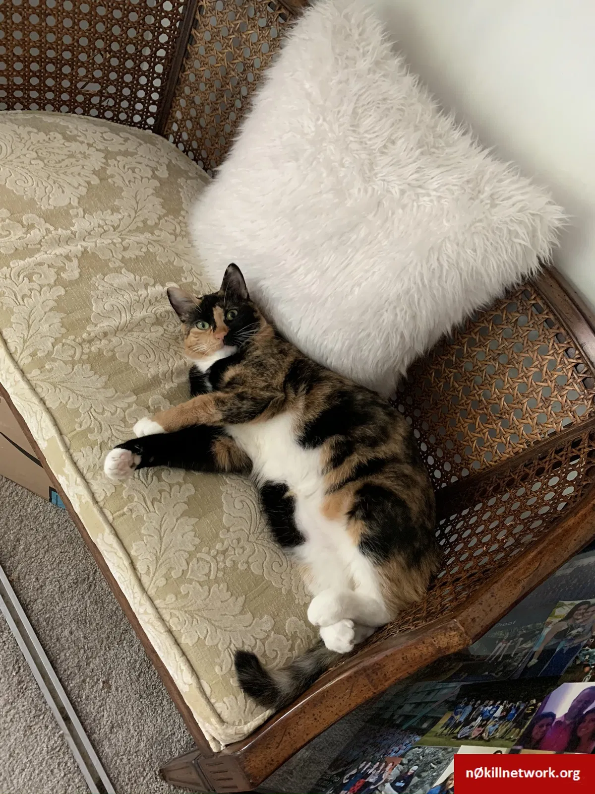 Lost cat in Franklinville, NJ, 8322
