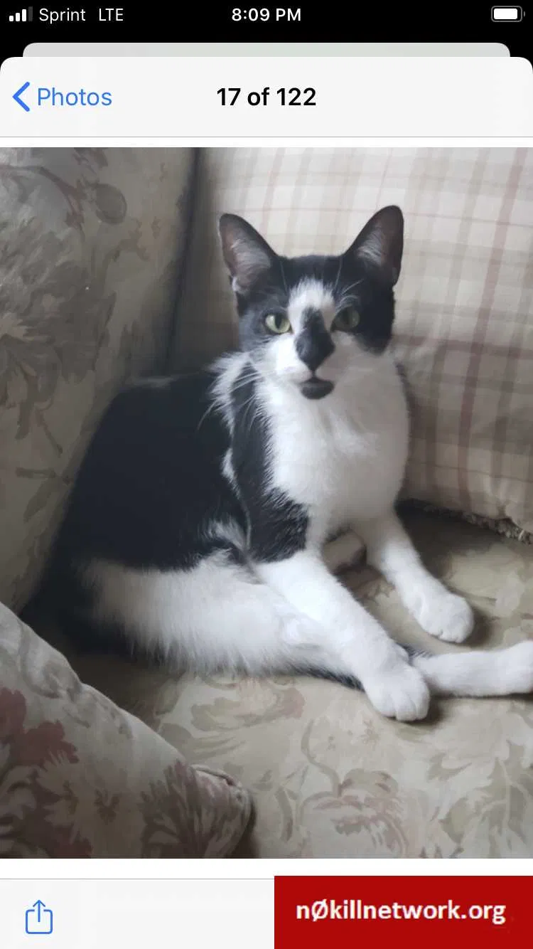 Lost cat in Hammond, IN, 46324
