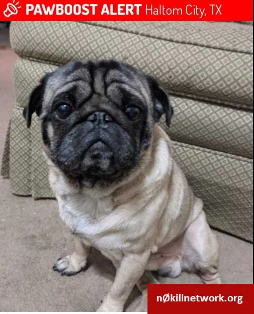 Lost dog in Fort Worth, TX, 76137