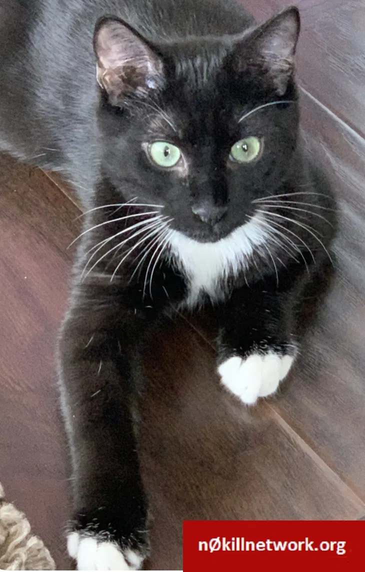 Lost cat in Charlotte, NC, 28210