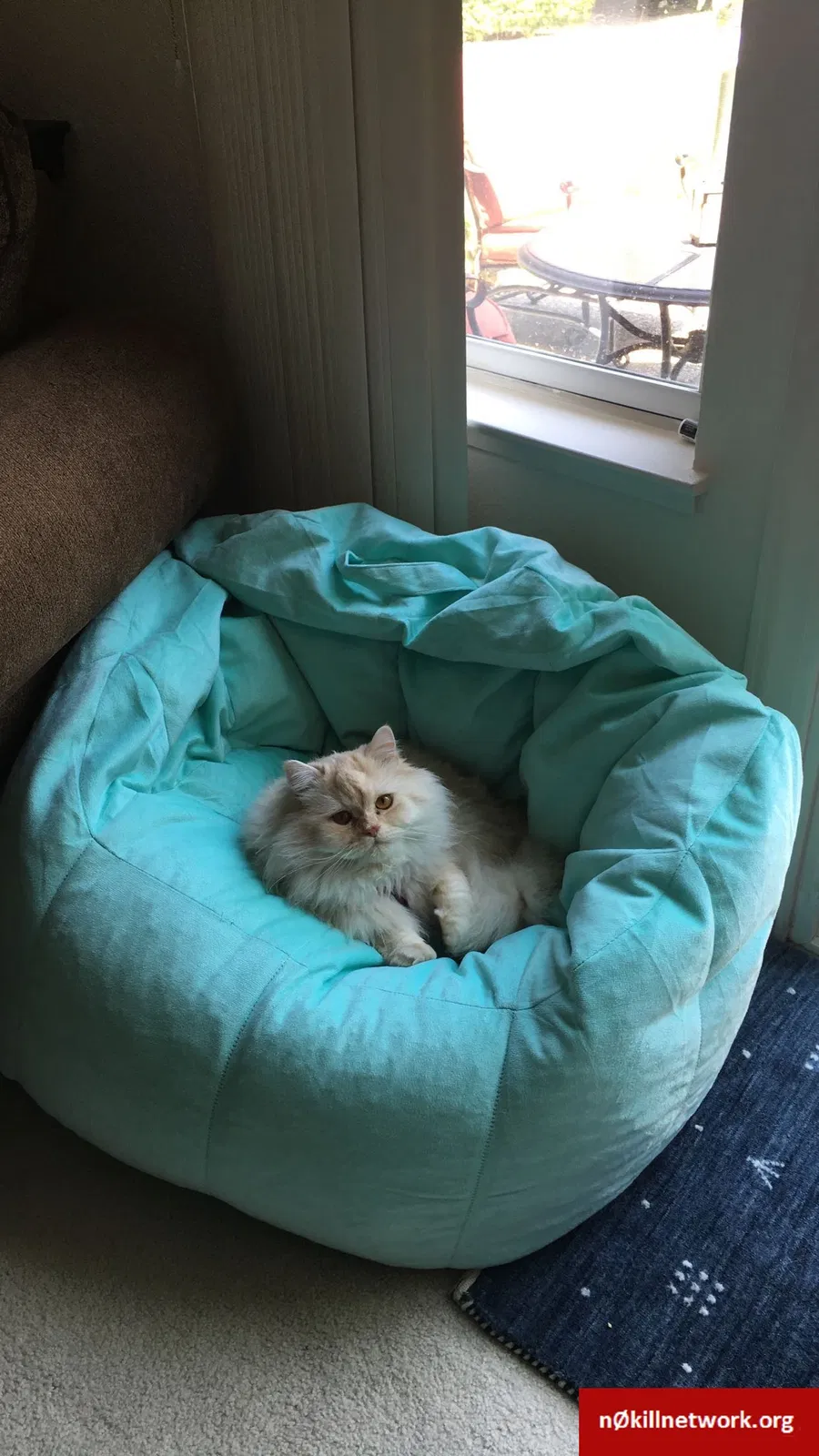 Lost cat in Walnut Creek, CA, 94598