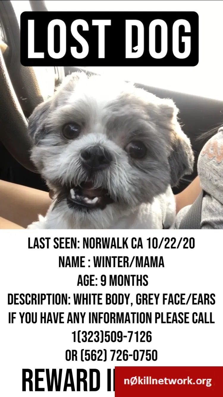 Lost dog in Norwalk, CA, 90650