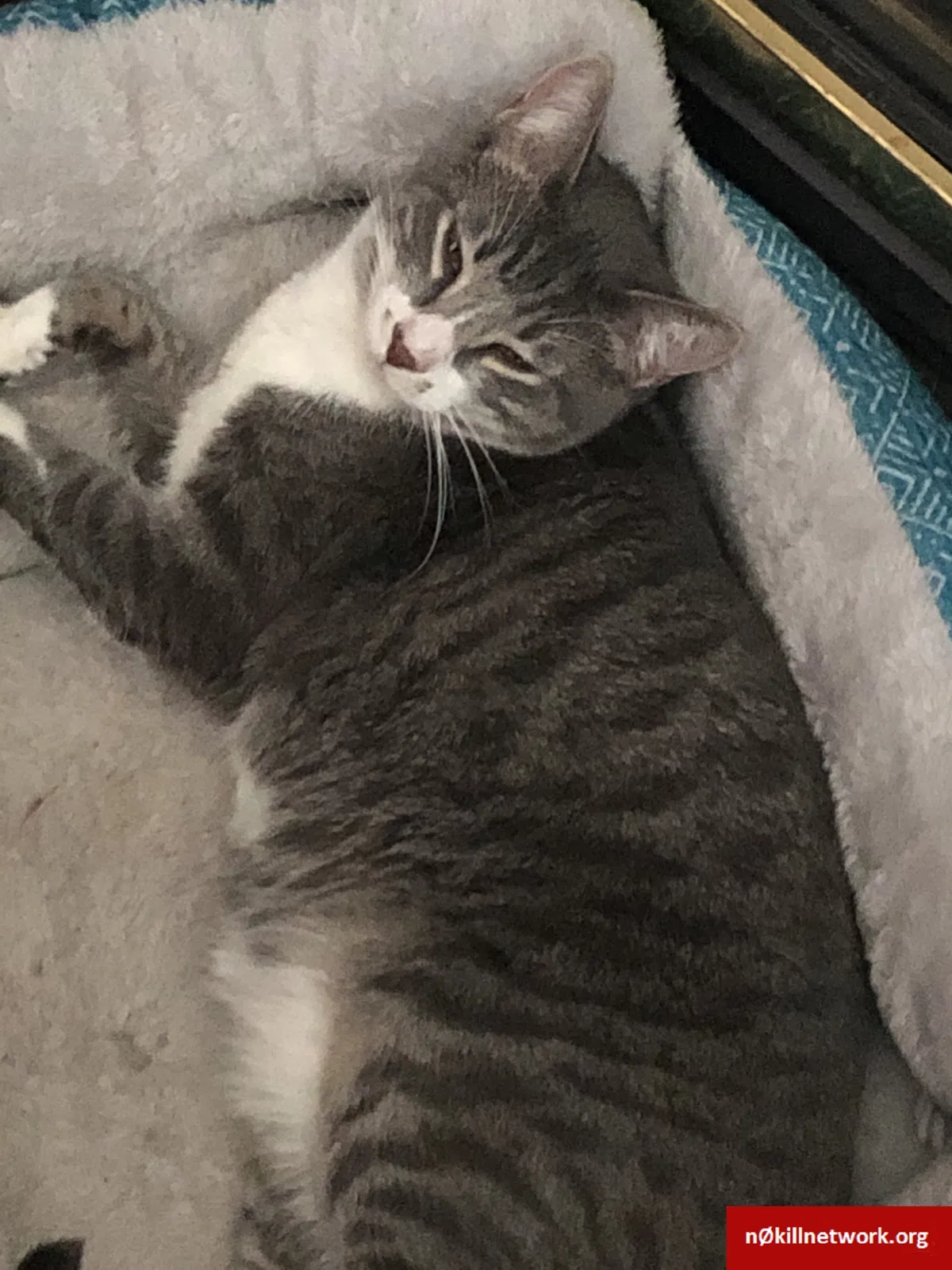 Lost cat in Arlington, WA, 98223
