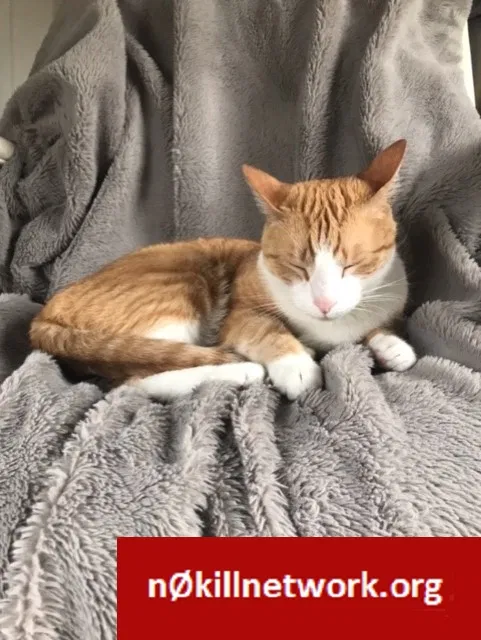 Lost cat in Delmar, DE, 19940