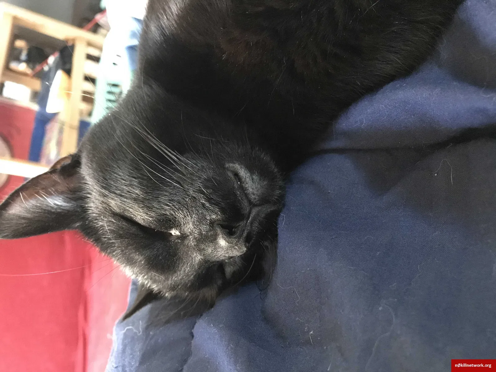 Lost cat in Cleveland, OH, 44135
