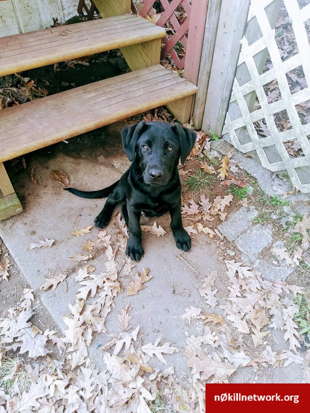 Lost dog in Minden, WV, 25879