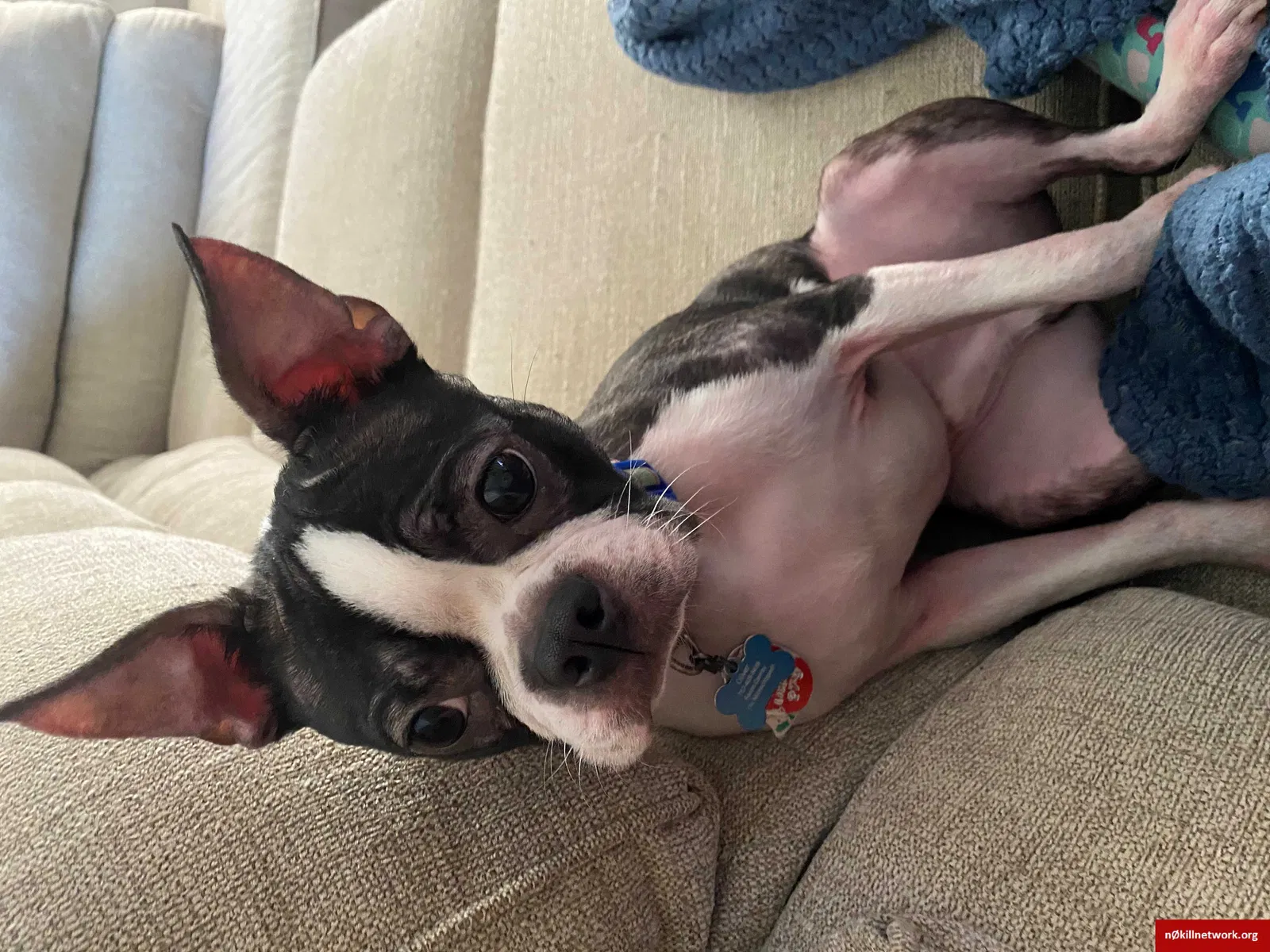 Lost dog in Midlothian, VA, 23113