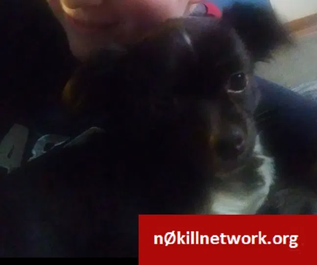 Lost dog in Hackensack, NJ, 7601