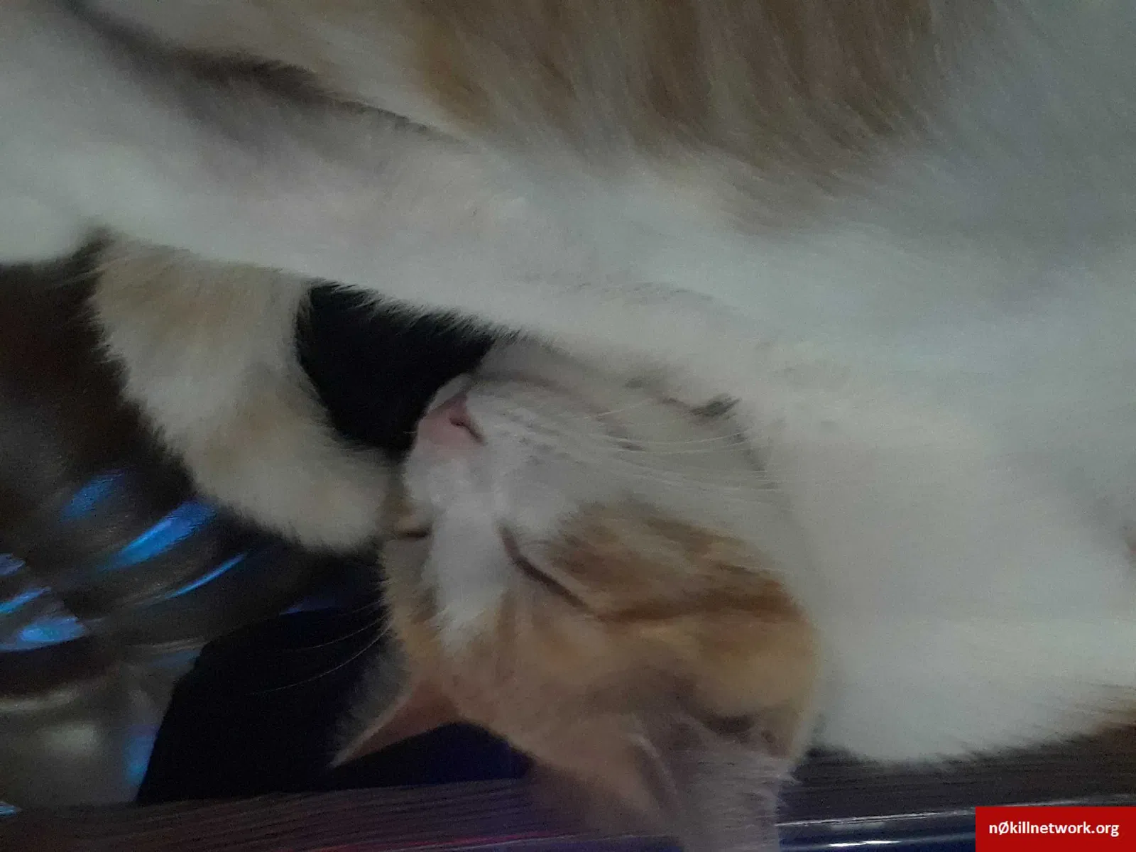 Lost cat in Grants, NM, 87020