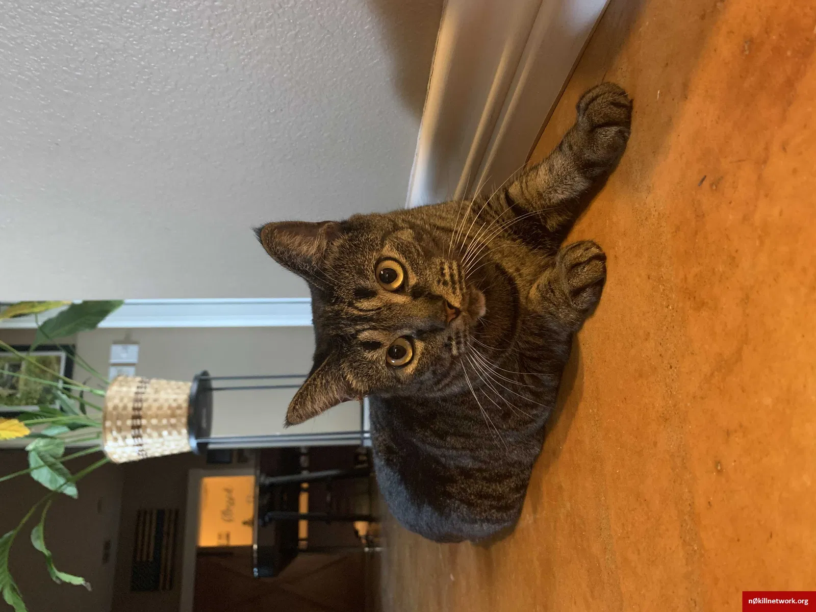 Lost cat in Corpus Christi, TX, 78414