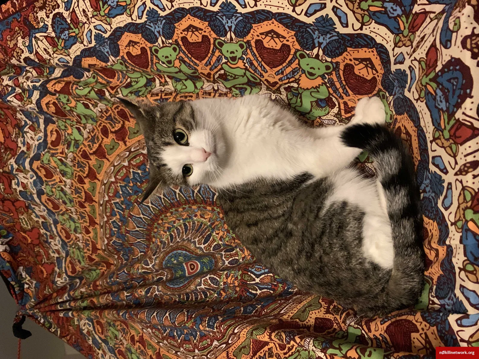 Lost cat in Denver, CO, 80214