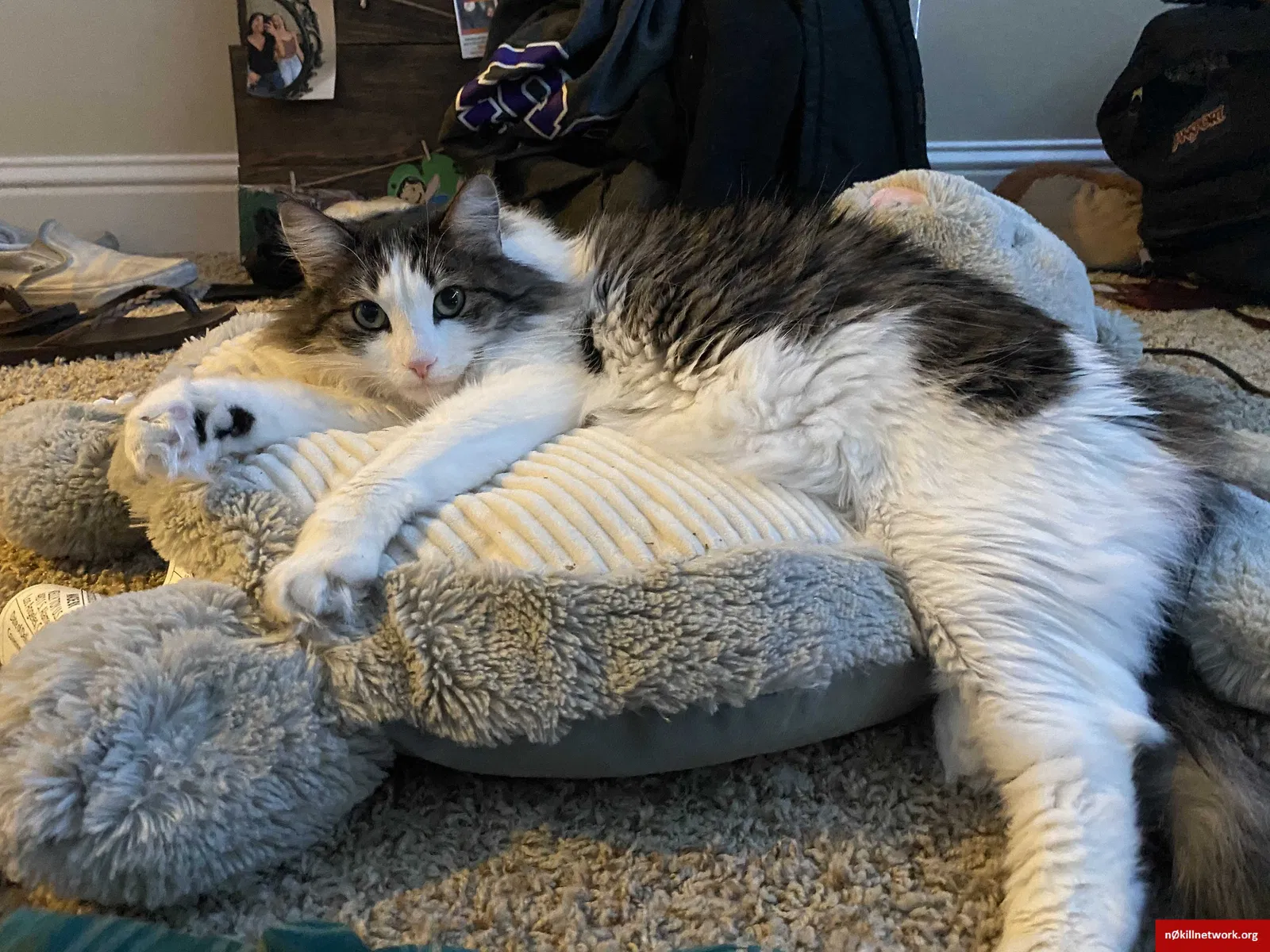 Lost cat in Concord, CA, 94520