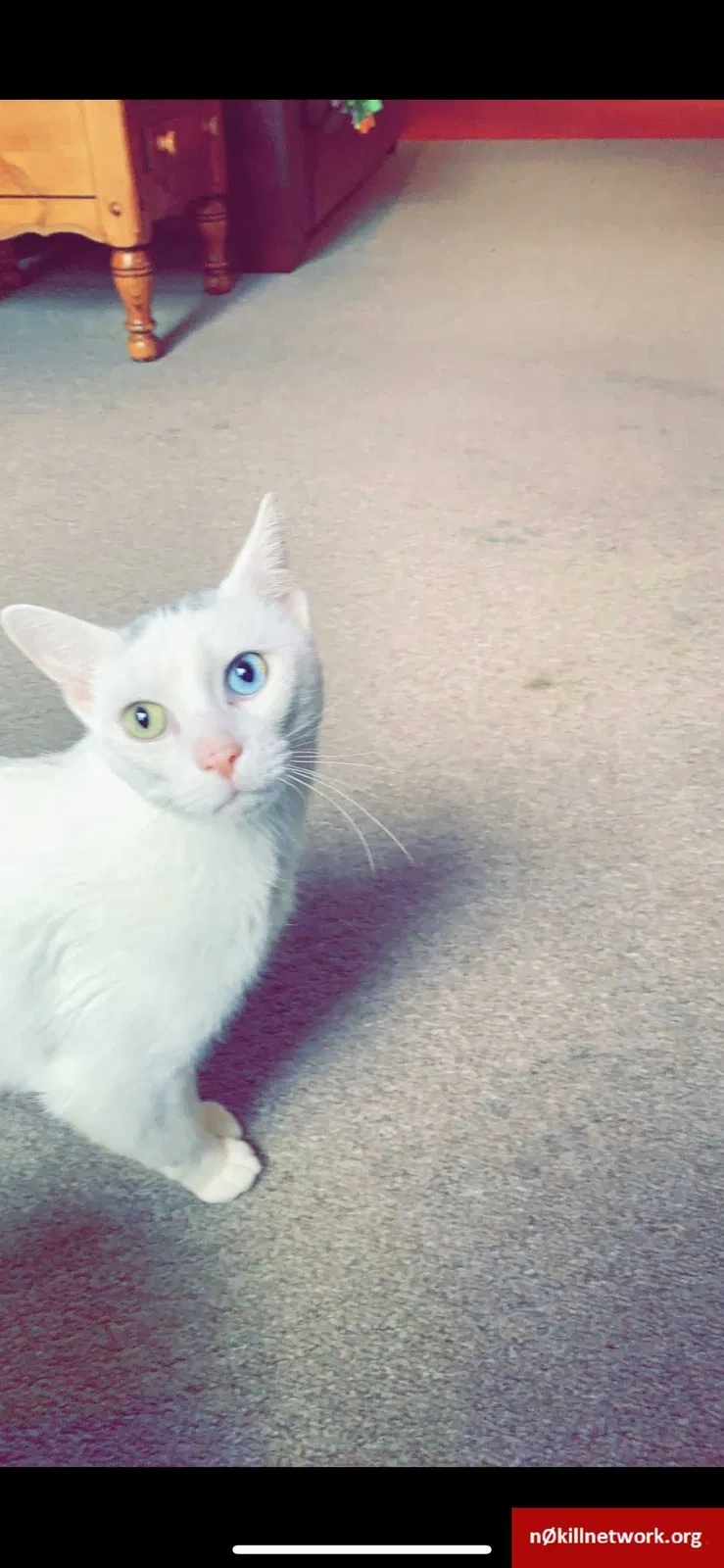 Lost cat in Fenton, MO, 63026