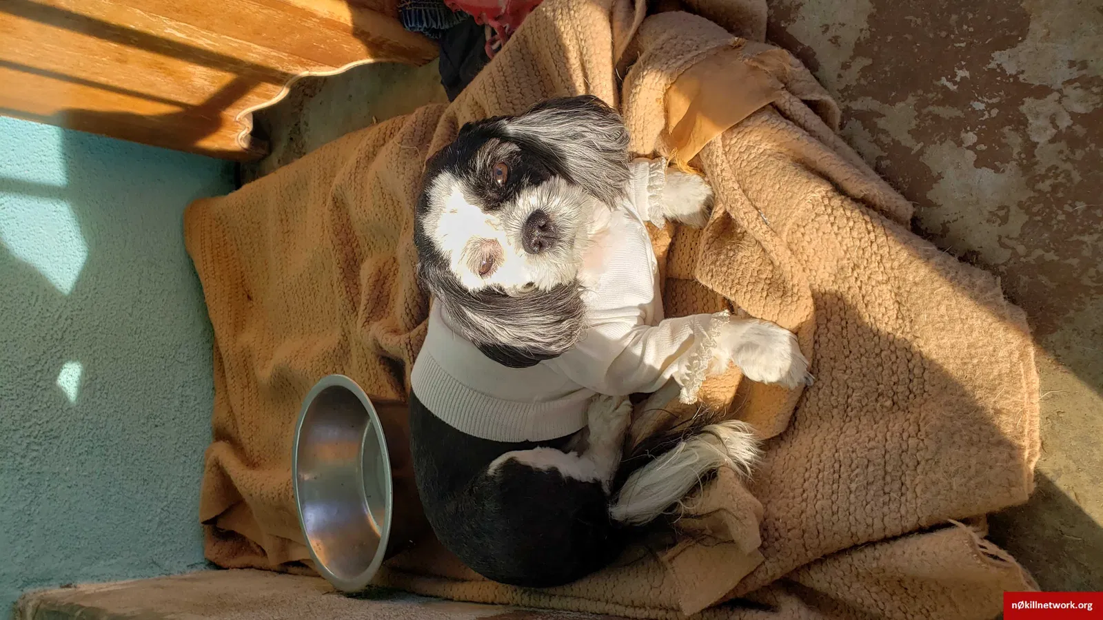 Lost dog in Bakersfield, CA, 93308