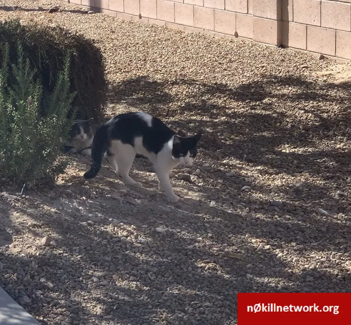 Lost cat in North Las Vegas, NV, 89086