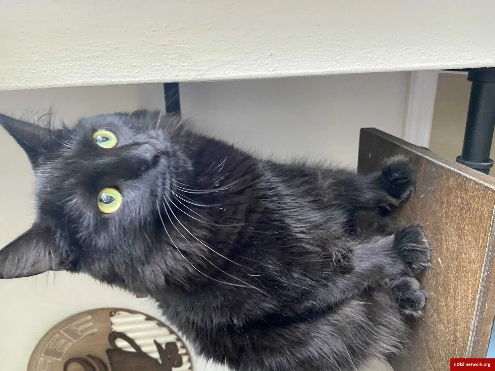 Lost cat in Maitland, FL, 32751