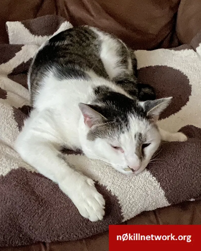 Lost cat in North Aurora, IL, 60542