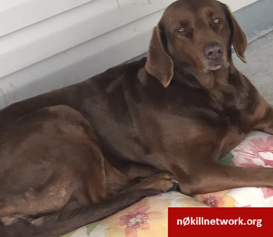 Lost dog in Brookline, MO, 65619