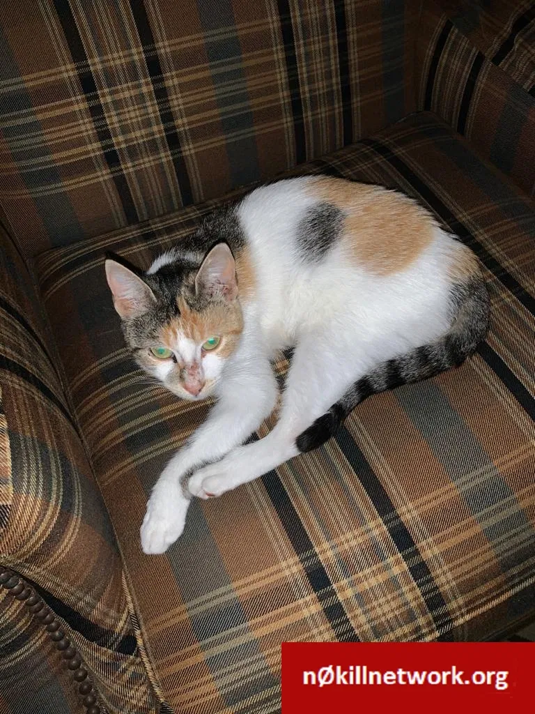 Found cat in Rockville, MD, 20853