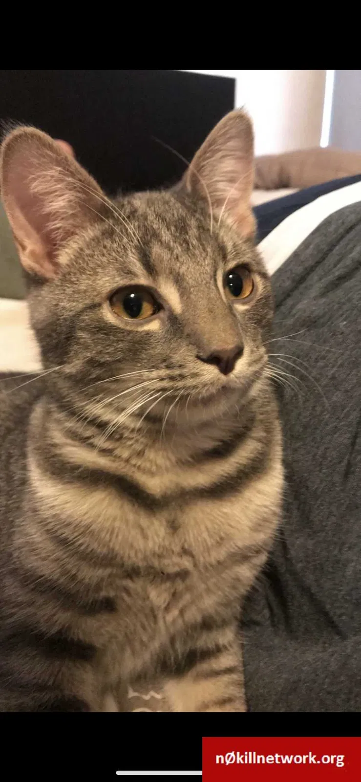 Lost cat in Cleveland, OH, 44111