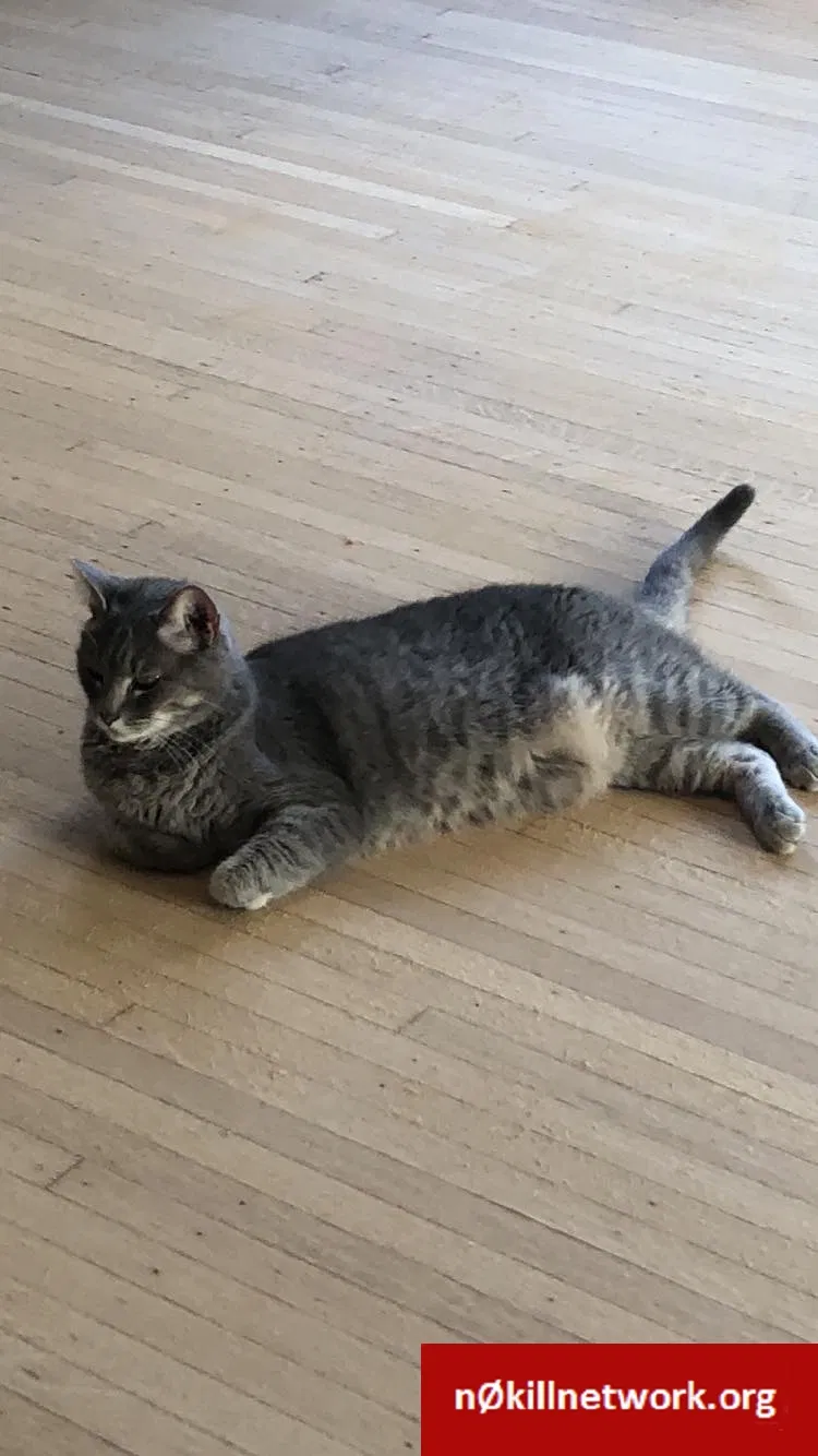 Lost cat in Wheeling, WV, 26003