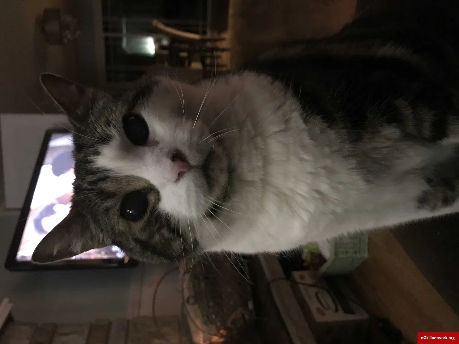 Lost cat in Mountlake Terrace, WA, 98043