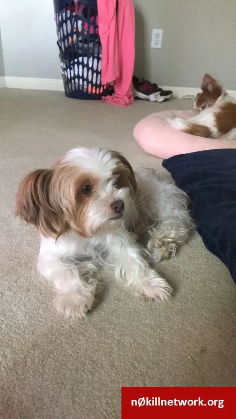 Lost dog in Acworth, GA, 30102